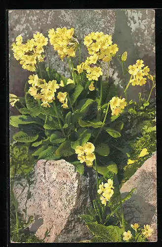 Künstler-AK Photochromie Nr. 380: Gelbe Blumen in der Natur