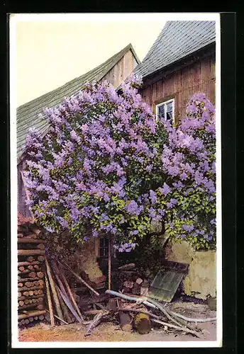 Künstler-AK Photochromie Nr. 5091: Blühender Baum