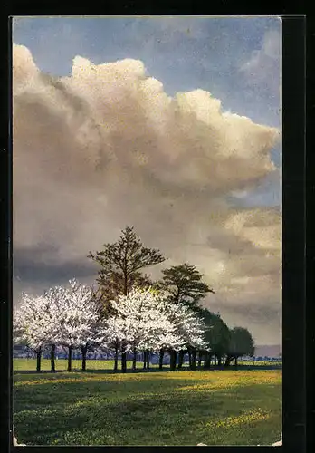 Künstler-AK Photochromie Nr. 4099: Blühende Bäume auf Heide