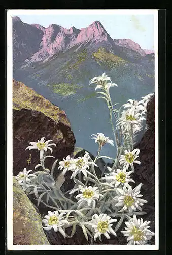 Künstler-AK Photochromie Nr. 1221: Leontopodium alpinum