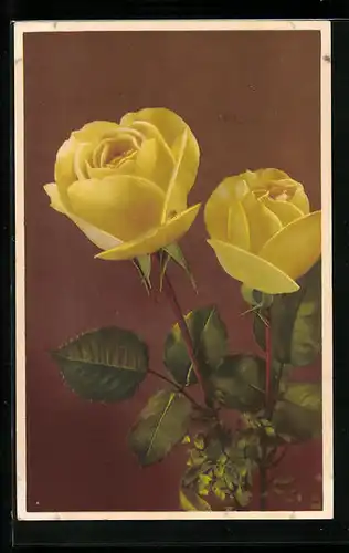 Künstler-AK Photochromie Nr. 1874: 2 Gelbe Rosen