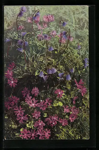 Künstler-AK Photochromie Nr. 496: Primula minima, Soldanella pusilla