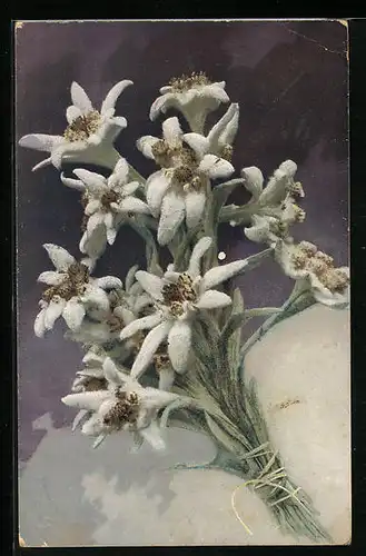 Künstler-AK Photochromie Nr. 722: Weisser Blumenstrauss