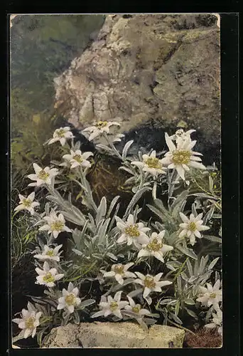 Künstler-AK Photochromie Nr. 1209: Leontopodium alpinum