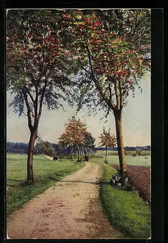 Künstler-AK Photochromie Nr. 4184: Feldweg mit Bäumen