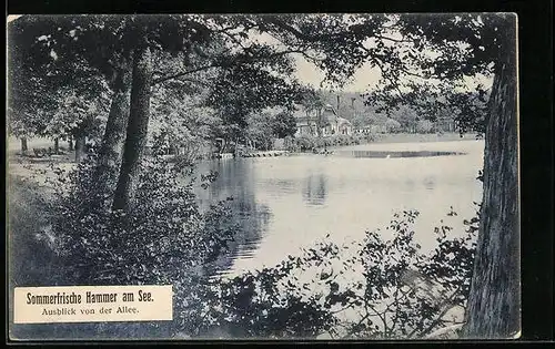 AK Hammer a. See, Ausblick von der Allee