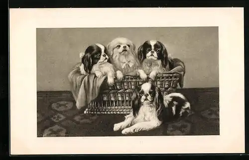 AK Pekinesenwelpen im Korb