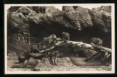 AK Hamburg-Stellingen, Löwen in der Löwenschlucht in Hagenbecks Tierpark