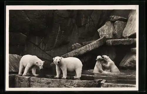 AK Hamburg-Stellingen, Eisbären in Hagenbecks Tierpark
