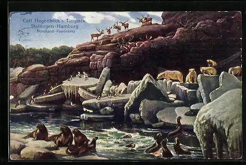 AK Hamburg-Stellingen, Seehunde und weitere Tiere, Hagenbecks Tierpark, Nordland-Panorama