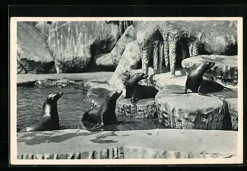 AK Hamburg-Stellingen, Seelöwen in Hagenbecks Tierpark, Nordland-Panorama