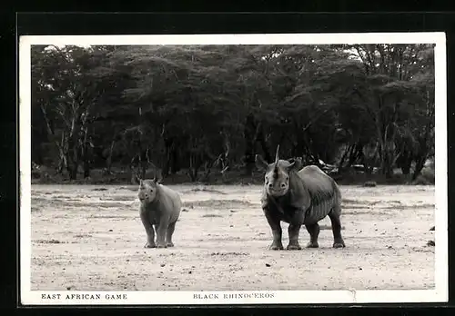 AK Schwarzes Rhinozeros mit Kalb in freier Wildbahn