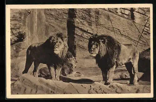 AK Hamburg-Stellingen, Löwen in Hagenbecks Tierpark