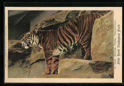 AK New York, Bengalischer Tiger Princeton im Zoo