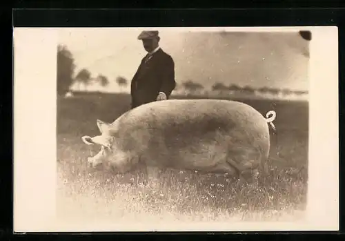 Foto-AK Gemästetes Schwein mit Besitzer auf einer Wiese