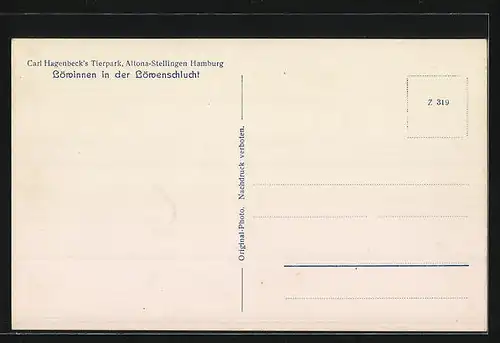 AK Hamburg-Stellingen, Fünf junge Löwinnen in Hagenbecks Tierpark