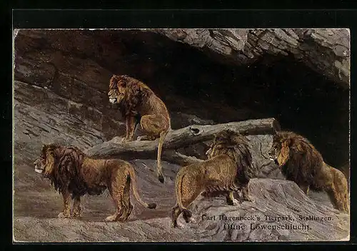 AK Hamburg-Stellingen, Löwengruppe in Hagenbecks Tierpark, Löwenschlucht