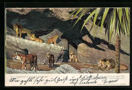 AK Hamburg-Stellingen, Löwen und Tiger in Hagenbecks Tierpark