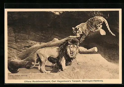 AK Hamburg-Stellingen, Löwe und Tiger in Hagenbecks Tierpark