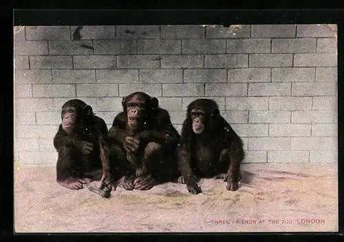 AK London, Drei Schimpansen im Zoo