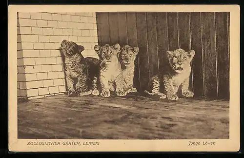 AK Leipzig, Vier junge Löwen im Zoo