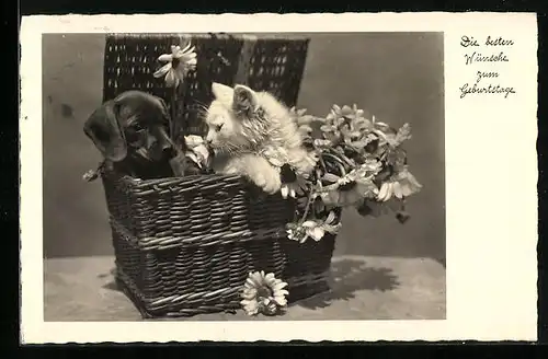 AK Dackel und Katze in einem Körbchen, Geburtstagsgruss
