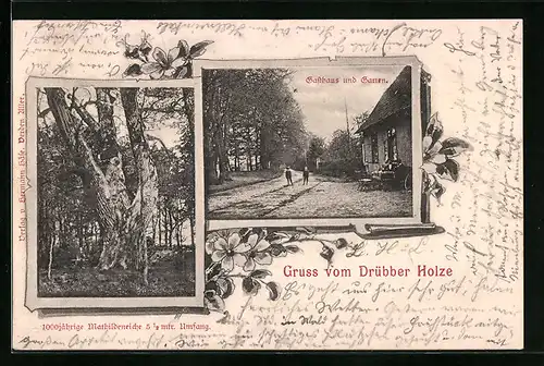 AK Drübber Holz, Gasthaus und Garten, 1000jährige Mathildeneiche