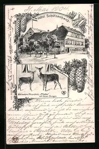 Lithographie Sankt Andreasberg, Hotel Schützenhaus, Zahme Hirschkuh Mieke