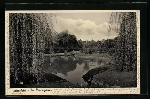 AK Bitterfeld, Teichpartie im Rosengarten