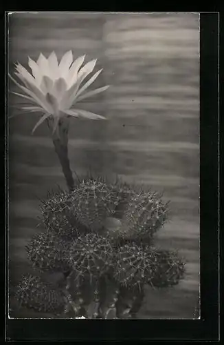 Foto-AK Kaktus mit einer grossen Blüte