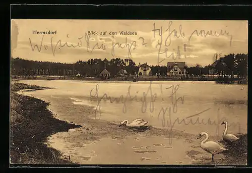 AK Hermsdorf, Schwäne am Ufer des Waldsee