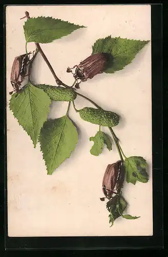 AK Drei Maikäfer auf einem Birkenzweig