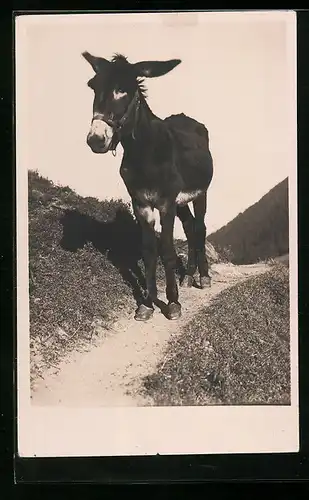 AK Esel auf einem Pfad in den Bergen