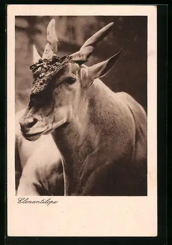 AK Berlin, Antilope im Zoo
