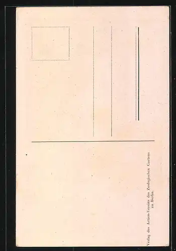 AK Berlin, Antilope im Zoo