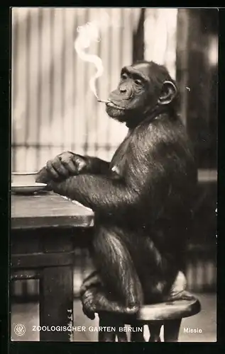 AK Berlin, Schimpanse Missie mit Zigarette im Zoo