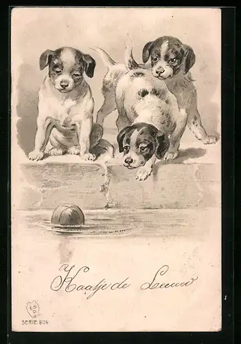 AK Drei Hundewelpen und ein ins Wasser gefallener Ball