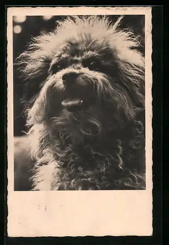 AK Portrait eines Hundes mit wolligem Fell