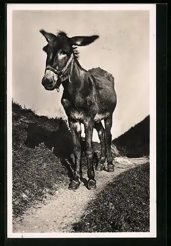 AK Esel auf einem Weg in bergiger Landschaft