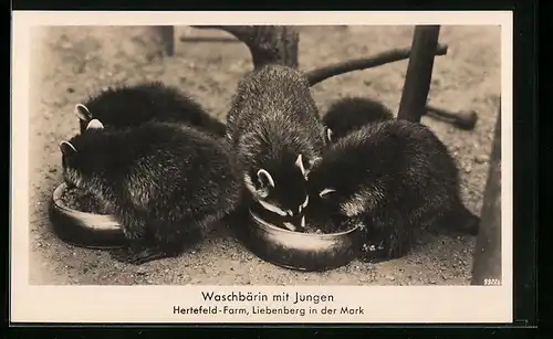 AK Liebenberg /Mark, Waschbärin mit Jungen, Hertefeld-Farm