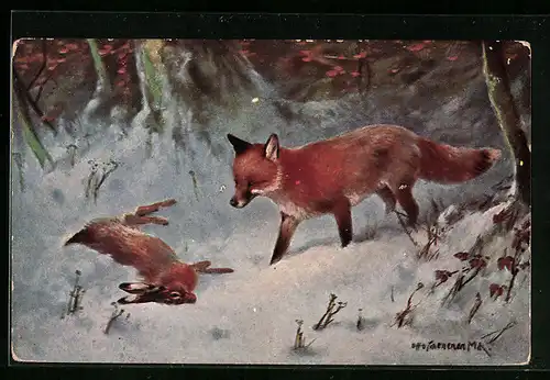 AK Fuchs mit totem Hasen im Schnee