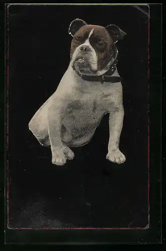 AK Sitzende Bulldogge mit Haldband