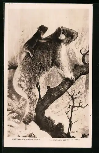 AK Kletternder Koalabär mit Jungen auf dem Rücken
