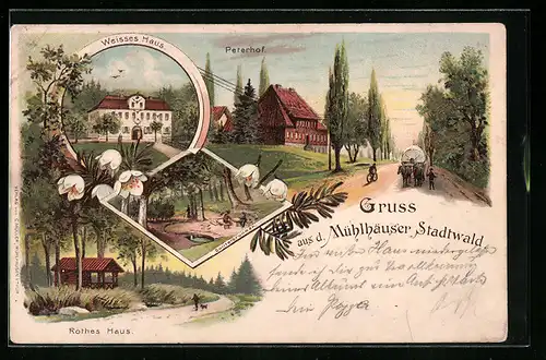 Lithographie Mühlhausen in Th., Stadtwald, Gasthof am weissen Haus, Peterhof, Rotes Haus