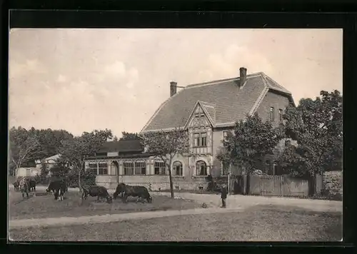 AK Harzgerode i. Harz, Wegehaus, Rinder auf der Wiese