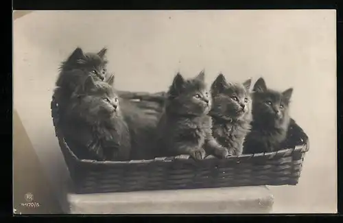 AK Fünf Katzenwelpen in einem Korb