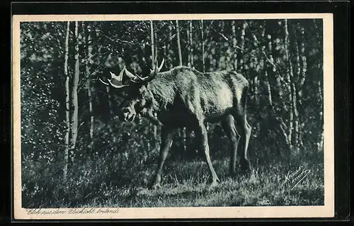 AK Elch aus dem Dickicht tretend
