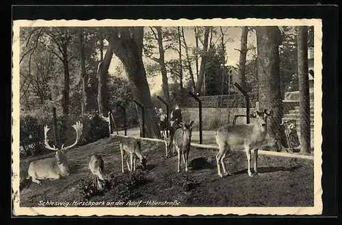 AK Schleswig, Hirsche im Hirschpark an der strasse