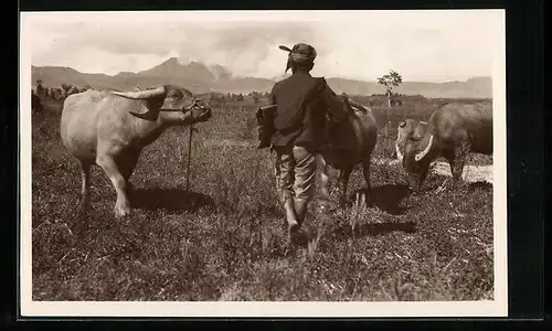 AK Indonesien, Bauer mit Rindern