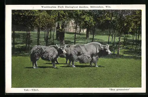 AK Milwaukee, Wis., Tibetische Yaks im Zoo